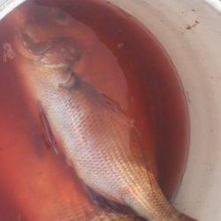 ブルドック 釣果