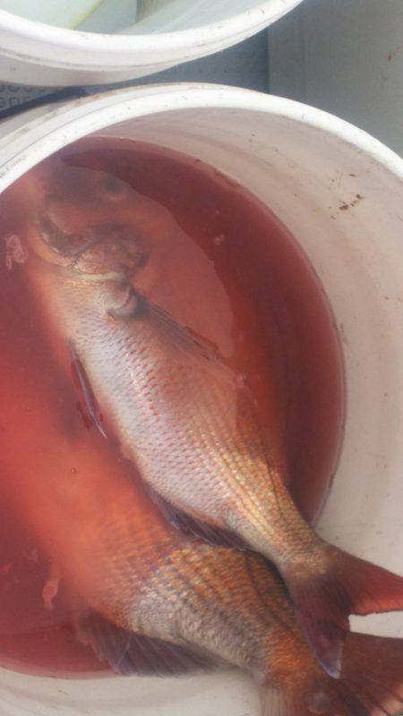 ブルドック 釣果