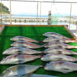 海の釣堀 海恵 釣果