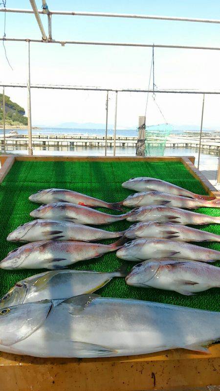 海の釣堀 海恵 釣果