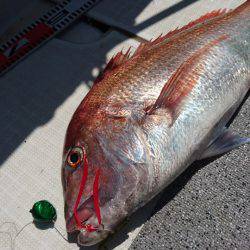 ARCADIAⅡ （アルカディアⅡ） 釣果