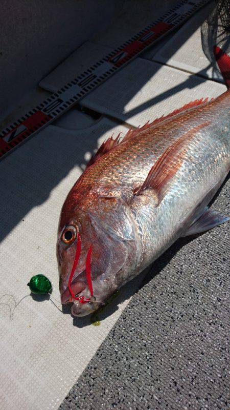 ARCADIAⅡ （アルカディアⅡ） 釣果