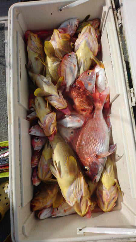 ARCADIAⅡ (アルカディアⅡ) 釣果