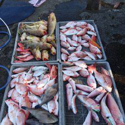 ARCADIAⅡ (アルカディアⅡ) 釣果