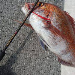 ARCADIAⅡ （アルカディアⅡ） 釣果