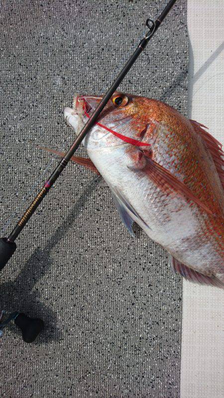 ARCADIAⅡ （アルカディアⅡ） 釣果