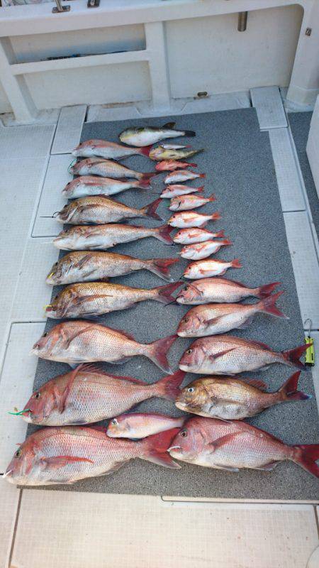 ARCADIAⅡ （アルカディアⅡ） 釣果