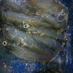 海龍丸（石川） 釣果