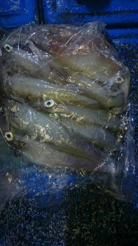 海龍丸（石川） 釣果