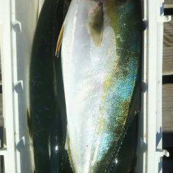 サンマリン 釣果