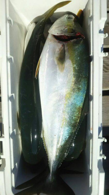 サンマリン 釣果