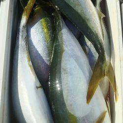 サンマリン 釣果