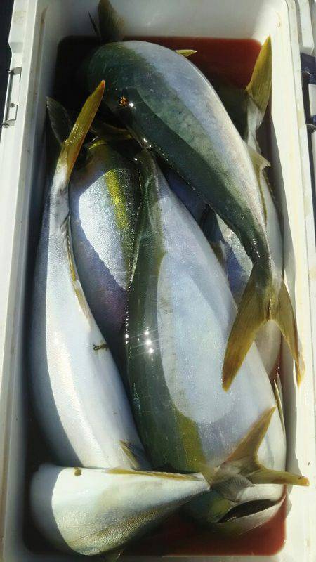 サンマリン 釣果