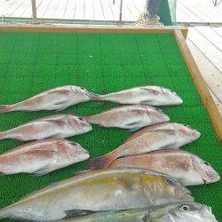 海の釣堀 海恵 釣果