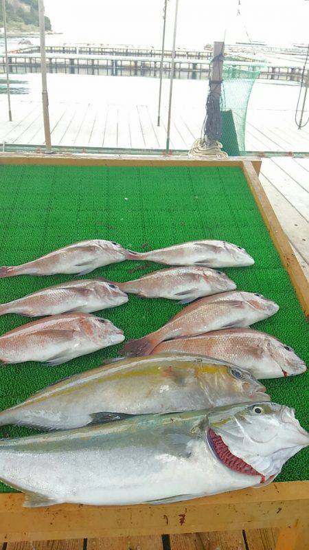 海の釣堀 海恵 釣果
