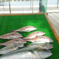 海の釣堀 海恵 釣果