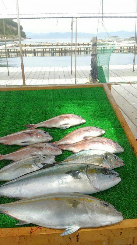 海の釣堀 海恵 釣果