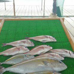 海の釣堀 海恵 釣果