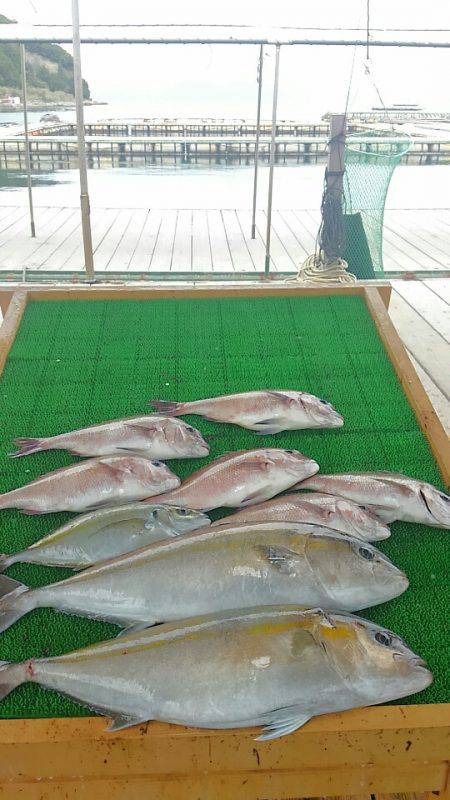 海の釣堀 海恵 釣果