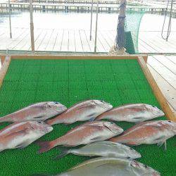 海の釣堀 海恵 釣果