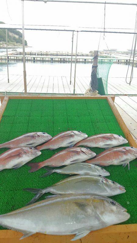 海の釣堀 海恵 釣果