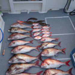 ARCADIAⅡ (アルカディアⅡ) 釣果