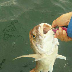 タイラバ遊漁船 ワンピース 釣果