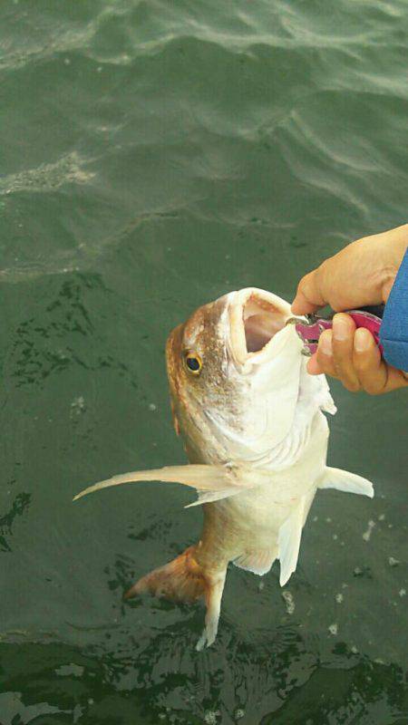 タイラバ遊漁船 ワンピース 釣果