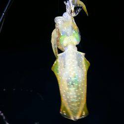 海龍丸（石川） 釣果