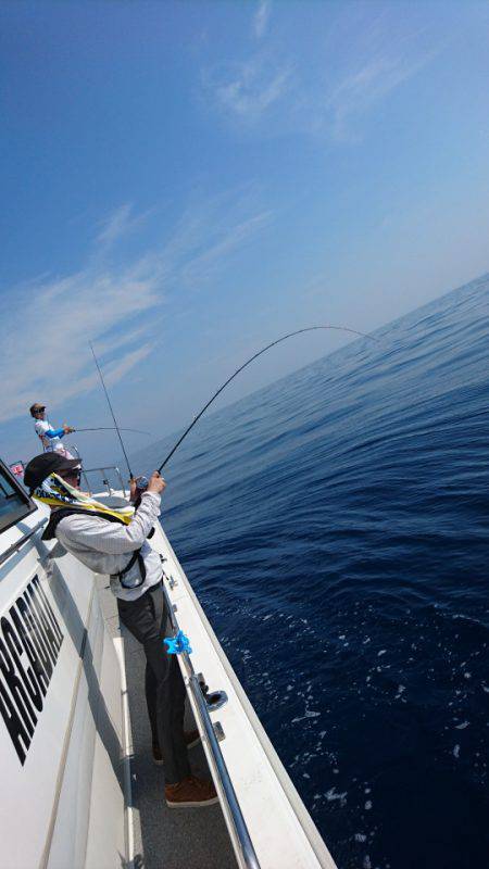 ARCADIAⅡ (アルカディアⅡ) 釣果