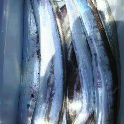 サンマリン 釣果