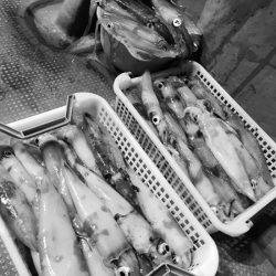 South Current 釣果