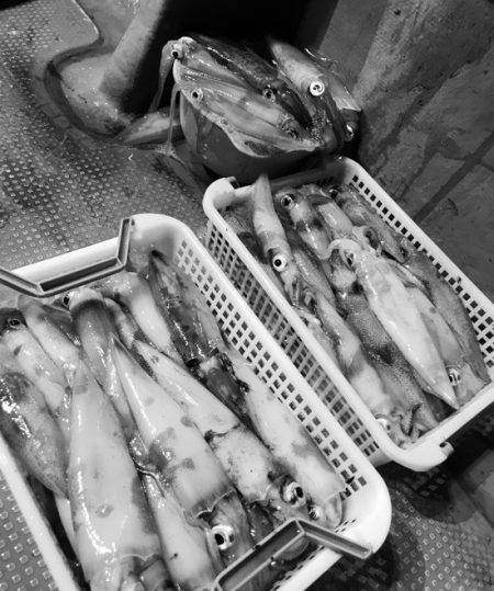 South Current 釣果