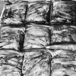 South Current 釣果