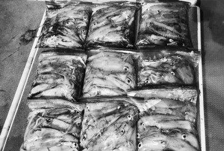 South Current 釣果