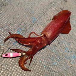 South Current 釣果