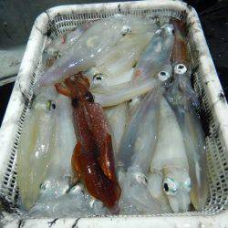 LUSTER『ラスター』 釣果