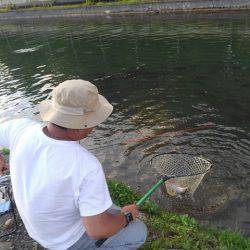 つりぼりあかし 釣果