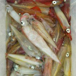 ブルースフィッシングサービス 釣果