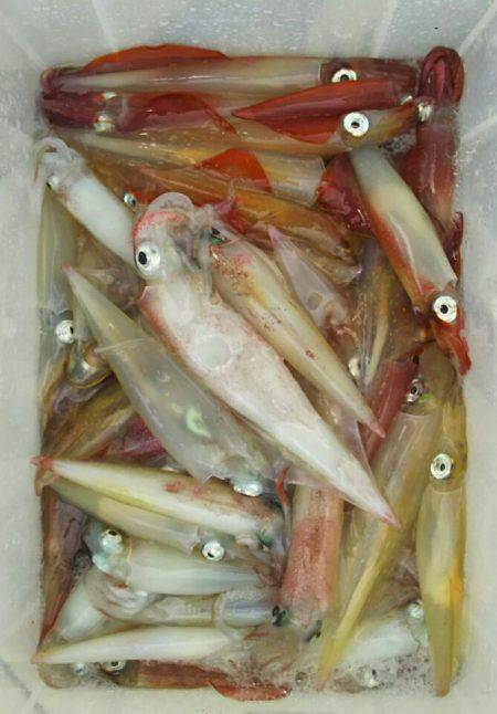 ブルースフィッシングサービス 釣果