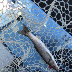 アマテラス 釣果