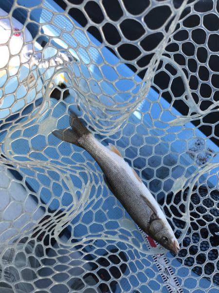 アマテラス 釣果