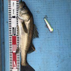 アマテラス 釣果