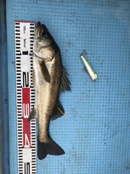 アマテラス 釣果