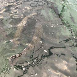 加賀フィッシングエリア 釣果