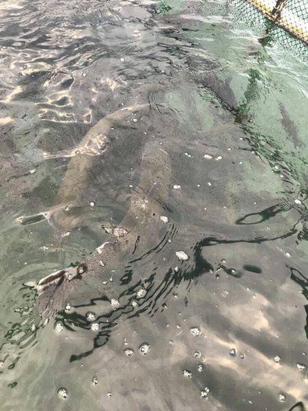 加賀フィッシングエリア 釣果