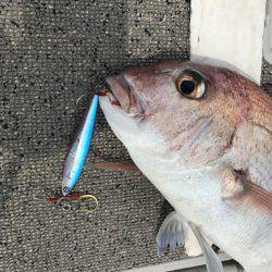 ブルースフィッシングサービス 釣果