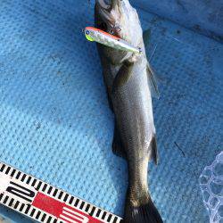 アマテラス 釣果