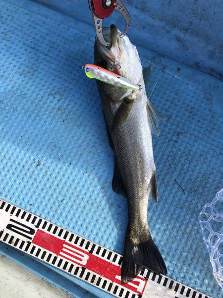 アマテラス 釣果