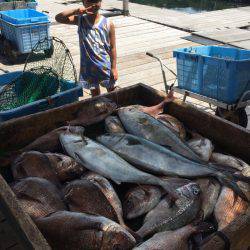 海の釣堀 海恵 釣果
